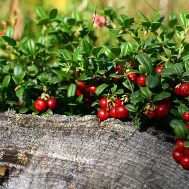 Puslespill fra naturen