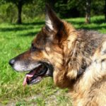 Hund